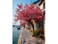 漫步武汉春意盎然：探秘樱花盛开与都市风情24小时之旅
