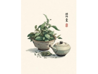 冲泡西湖龙井(龙井冲泡常识)