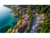 贵州毕节百里杜鹃风景区攻略（门票花期交通及游玩推荐）