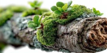 苔藓养护四大注意(苔藓爱护常识)