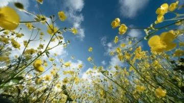 2025年湖南油菜花节3月17日启幕,共赏金色花海盛宴