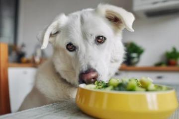 秋冬换季注意!避免给狗狗喂食冷食保持健康