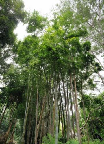 深圳黄花风铃木盛放打卡地大盘点：金色隧道、金色河谷，美不胜收！