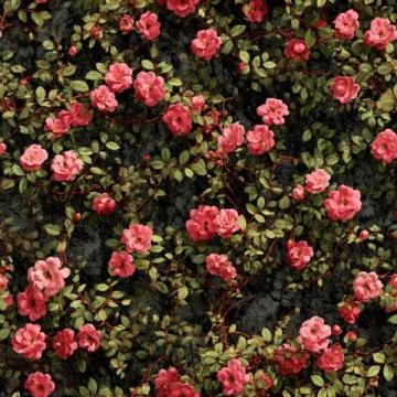美伦堡蔷薇花墙全攻略:避开人群,触手可及的五颜六色花朵