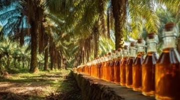 大商所推动棕榈油期货国际化业务深度融合