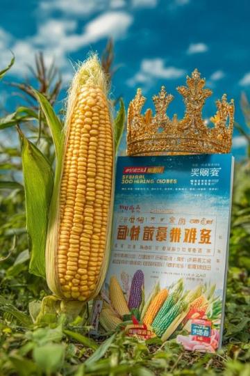(美食之云南篇)文山壮家花米饭五色斑斓里的民族风情