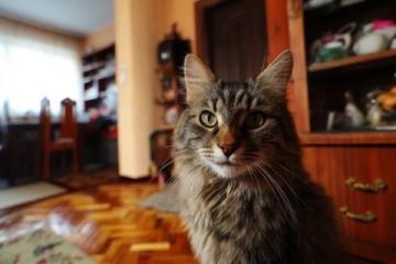 猫不太容易解决的问题,以下三点就算拿刀架在你的脖子上;
