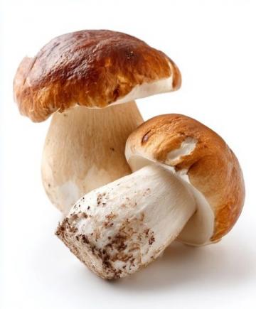 炎夏七月,寻找健康美味的野生松茸替代品
