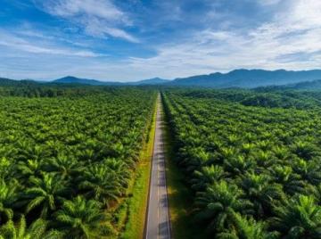 大商所推动棕榈油期货国际化业务深度融合