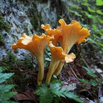 科普知识野生菌食用宝典
