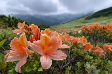 贵州毕节百里杜鹃风景区攻略（门票花期交通及游玩推荐）