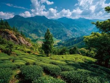 夏日云南之旅:花茶与美景的完美邂逅旅行指南