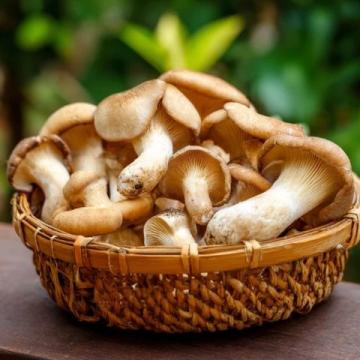 炎夏七月,寻找健康美味的野生松茸替代品