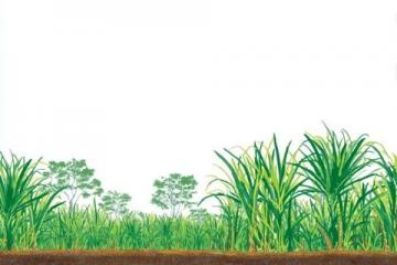 如何种植甘蔗：甘蔗种植基础知识