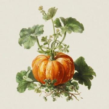 百里香烤南瓜(烤南瓜美食)