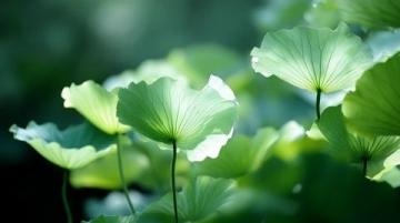 菏泽万亩荷塘是鲁西南地区夏季赏荷、生态体验的热门目的地