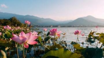 菏泽万亩荷塘是鲁西南地区夏季赏荷、生态体验的热门目的地