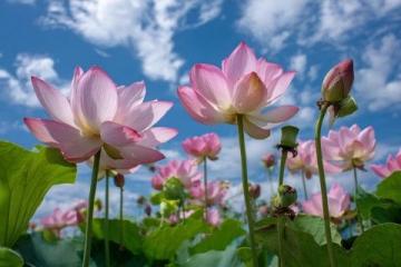 百科冷知识:莲藕种植方法详解