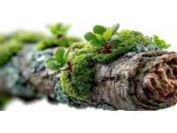 苔藓养护四大注意(苔藓爱护常识)