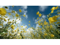 2025年湖南油菜花节3月17日启幕，共赏金色花海盛宴