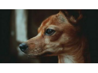 萌宠买菜记：自学短视频制作之旅的治愈系剧情脚本与剪映技巧分享