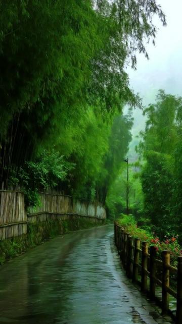 星溪线徒步之旅:探索广州春日竹林的绿意与生机