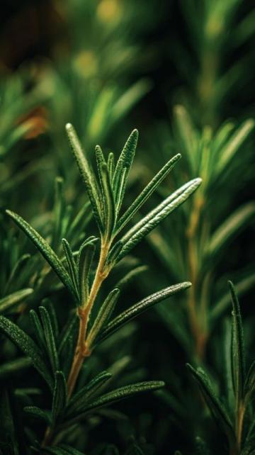 半夏的医药科普知识:功效、用法、注意事项与选购