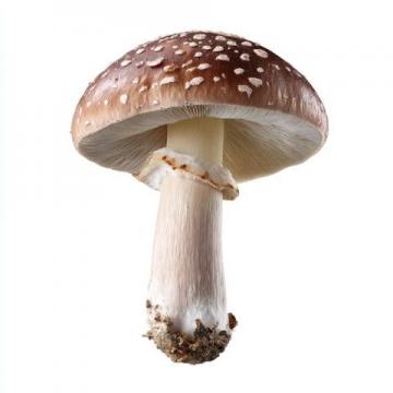 菌类食物安全注意事项