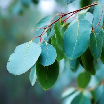 半夏的医药科普知识:功效、用法、注意事项与选购