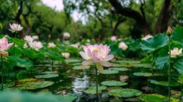 宁波植物园游玩攻略：赏花休闲全指南
