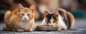 新手养猫必看:确保猫咪健康成长的经验分享