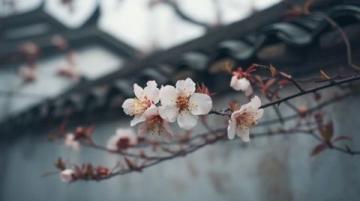 春日花开时节,苏州杭州河鲜尝鲜记