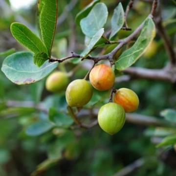 菩提路上结菩提果(菩提果小知识)