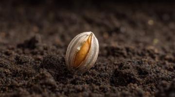 花生种植全攻略:从选种、育苗到高产收成的实用技巧