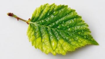如何用小苏打焯煮苎麻叶?这种方法比石灰更安全有效