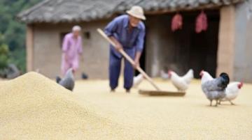 大连农村大叔,放下锄头去机场