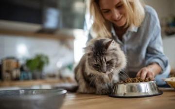 新手养猫必看:确保猫咪健康成长的经验分享