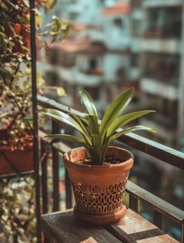 普遍绿植知识误区:你所不知道的植物养护真相
