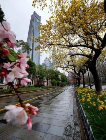 苏州东沙湖公园:春风中绽放的花季盛宴