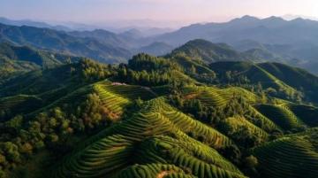 信阳浉河区文新茶村：茶香与美景交织的世外桃源