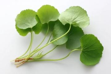 百科冷知识:莲藕种植方法详解