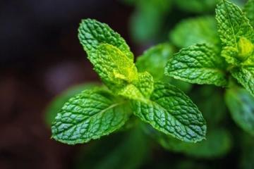半夏的医药科普知识:功效、用法、注意事项与选购