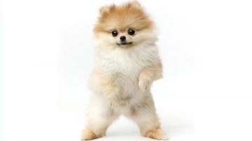 萌宠日记:云朵般柔软的博美犬欢乐日常