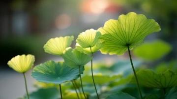 菏泽万亩荷塘是鲁西南地区夏季赏荷、生态体验的热门目的地