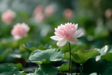 百科冷知识:莲藕种植方法详解