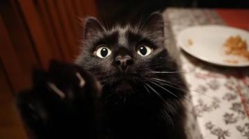 海口卡帕多奇亚餐厅的银渐层萌猫