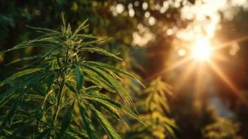 古蔺活麻探秘:一场刺痛中的甜美之旅