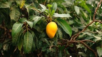 蚝油芒果:黑暗料理的新高峰