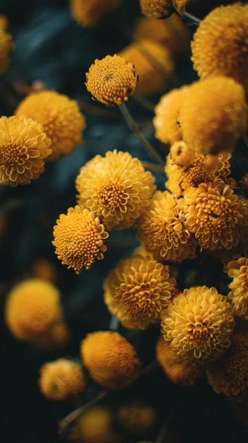 2025年湖南油菜花节3月17日启幕,共赏金色花海盛宴