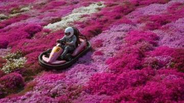 呼伦贝尔扎兰屯杜鹃节:春日赏花与美食之旅